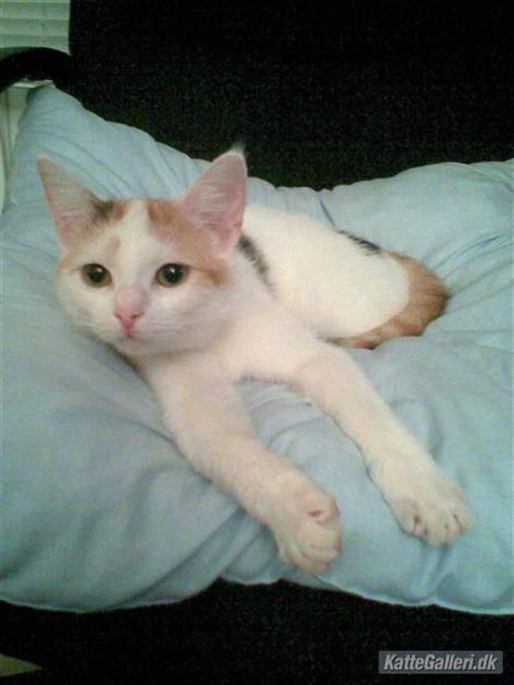 Tyrkisk Van Kida billede 4