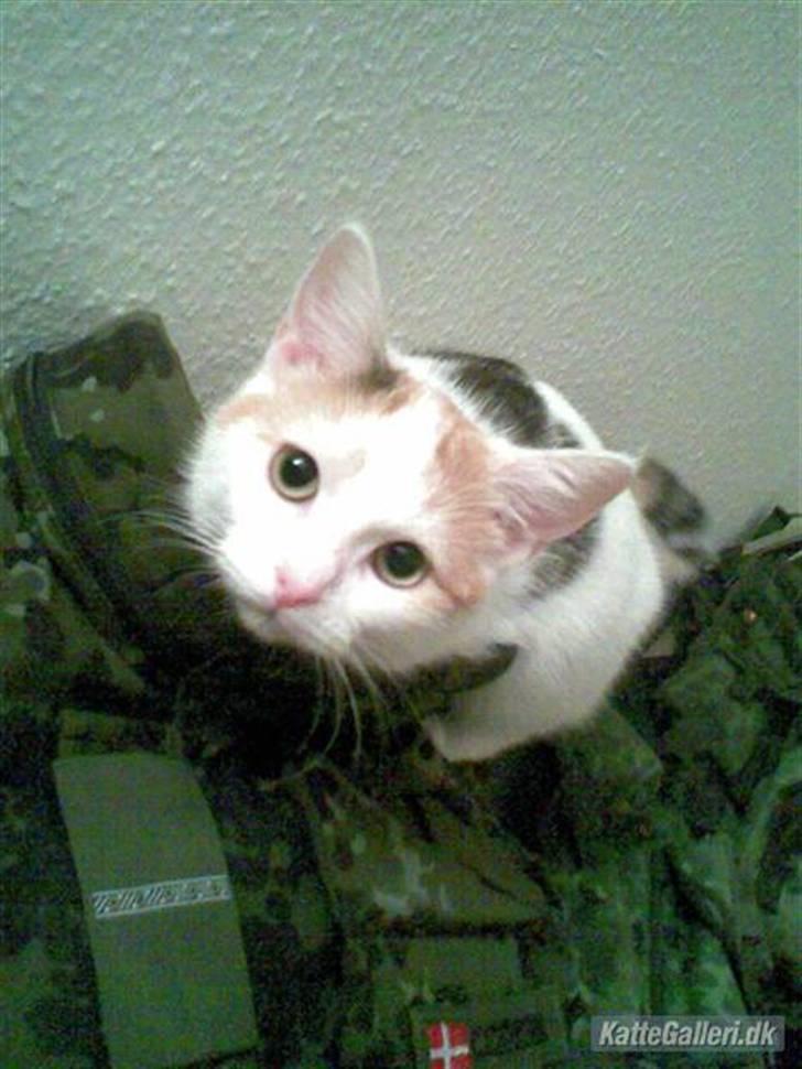 Tyrkisk Van Kida billede 5