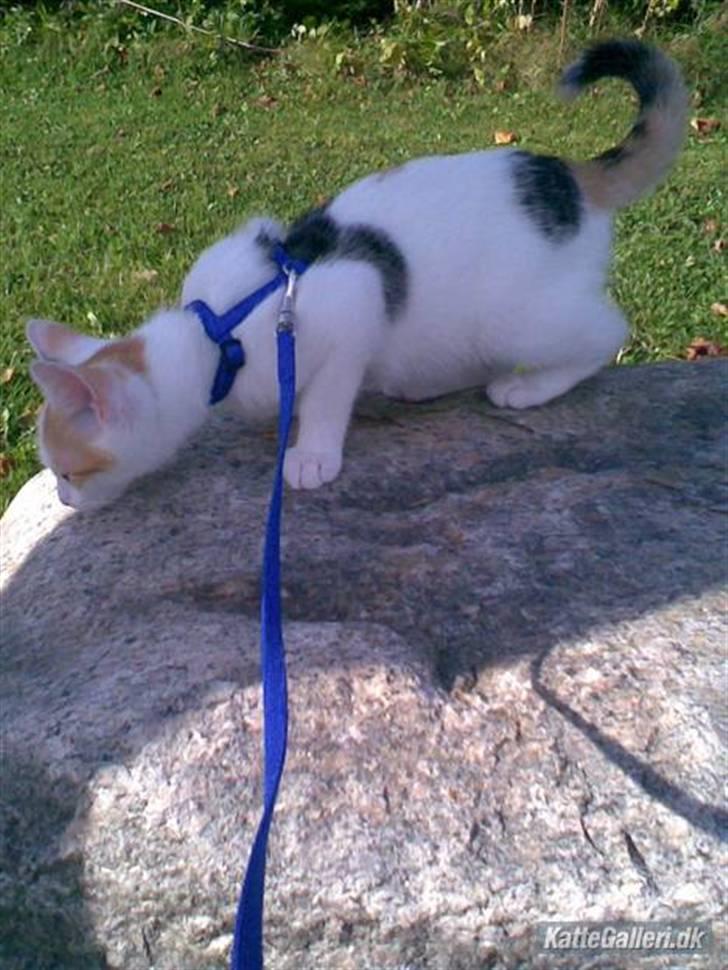 Tyrkisk Van Kida billede 6