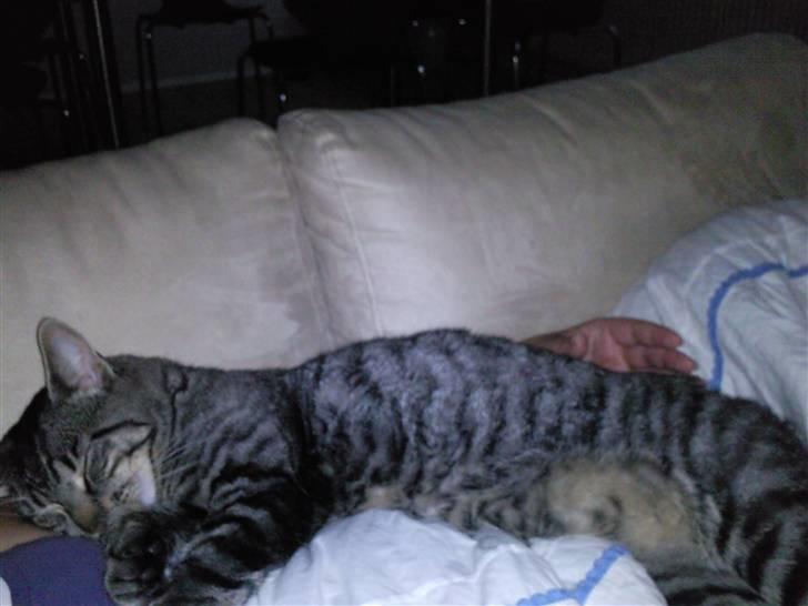 Blanding af racer Louie (aflivet) - Mmmm selvom jeg er stor og tung så vil jeg gerne putte:) billede 10