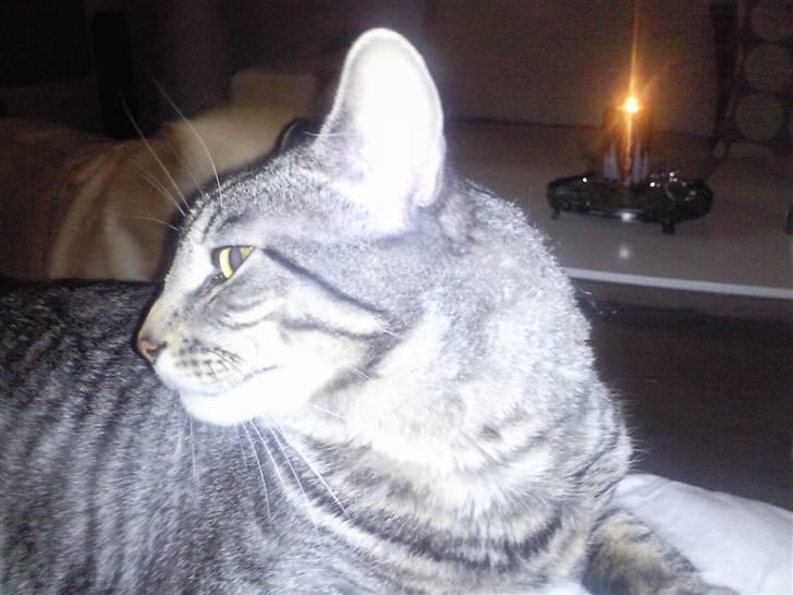 Blanding af racer Louie (aflivet) - Fanget:) billede 11