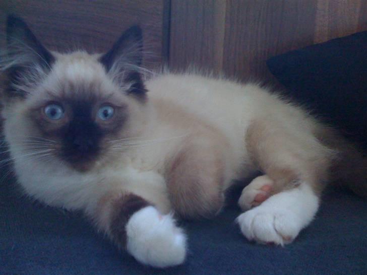 Ragdoll Simba - 15 uger her :) billede 6