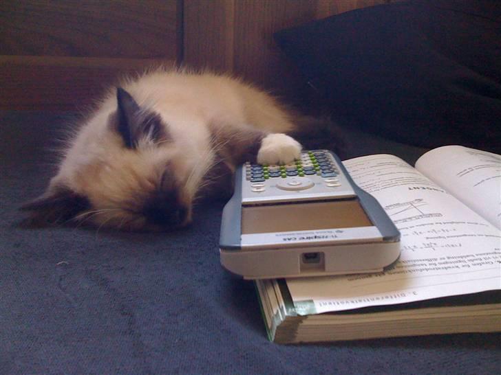 Ragdoll Simba - Jeg tror, at han er blevet træt af matematik :P billede 7