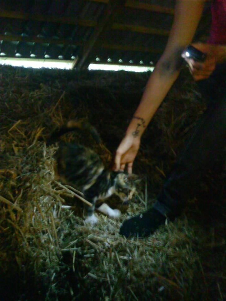 Huskat Jesper. RIP.(Trines.) - Veninden og mig, på høloftet, bare ikke alene.. :P :D Trine taget billedet. billede 8