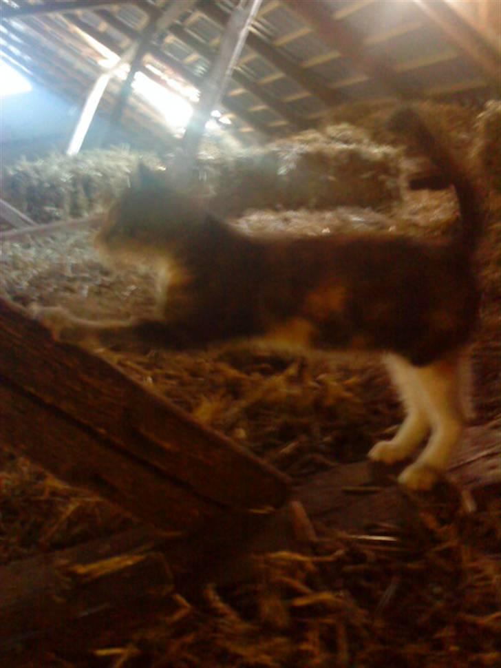 Huskat Jesper. RIP.(Trines.) - Veninden og mig, på høloftet, bare ikke alene.. :P :D Trine taget billedet. billede 9