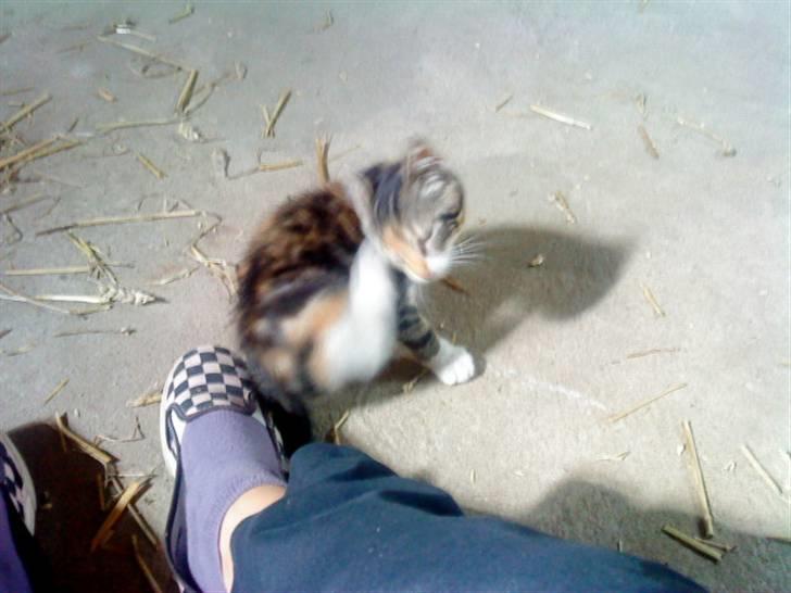 Huskat Jesper. RIP.(Trines.) - Jesper og mig... "Det kløede lige" .. :P Trine taget billedet. billede 10