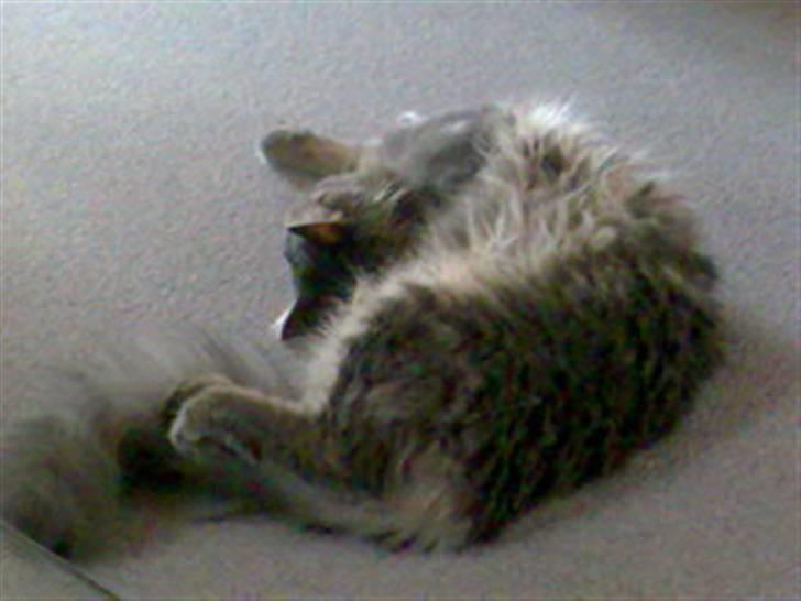 Maine Coon zeus - smidig som en mis... billede 1