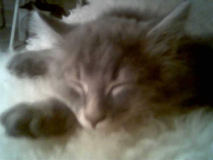 Maine Coon zeus billede 2