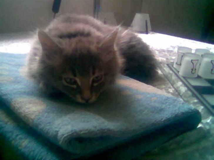 Maine Coon zeus - må ikke sove på spise bordet, men så lå der lige et håndklæde ku han ikke stå for... billede 3