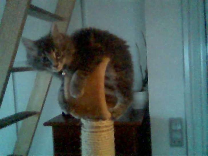 Maine Coon zeus billede 4