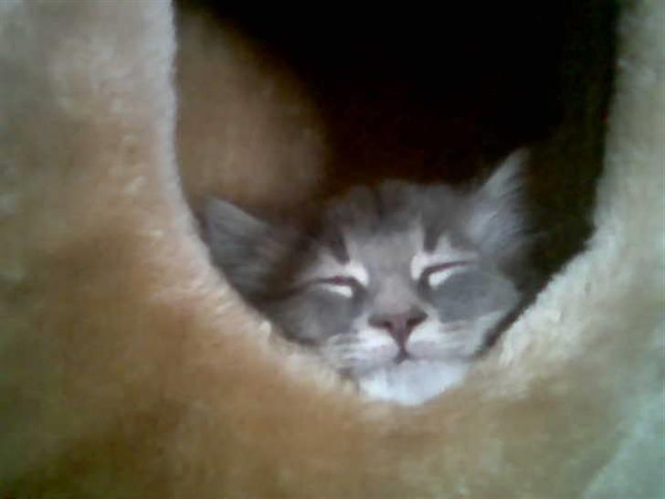 Maine Coon zeus - det er hårdt at leg... zzz... billede 5