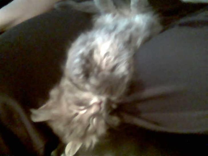 Maine Coon zeus - kan sove i næsten alle stillinger :) billede 6