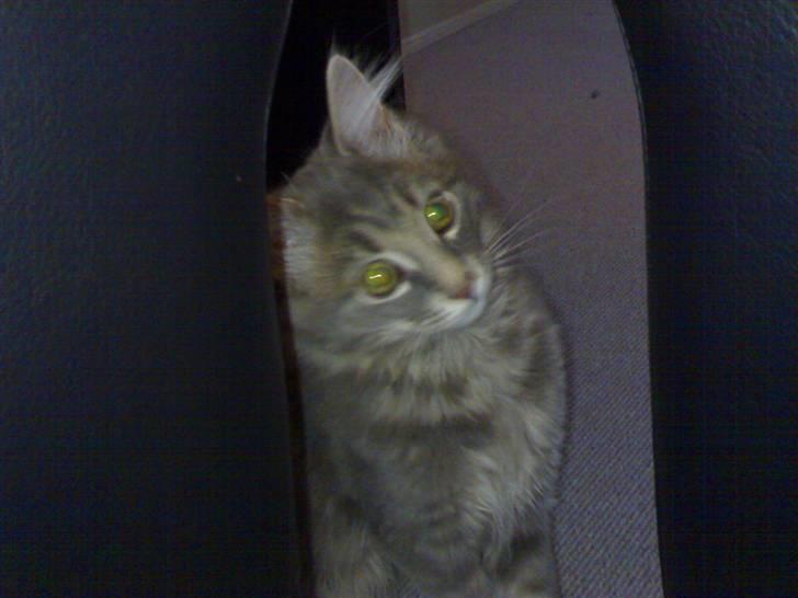 Maine Coon zeus billede 7