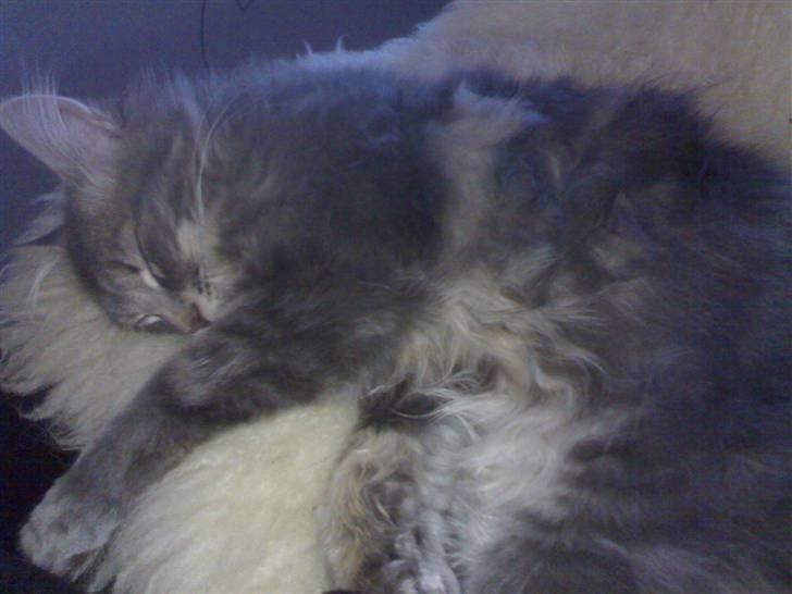 Maine Coon zeus billede 8