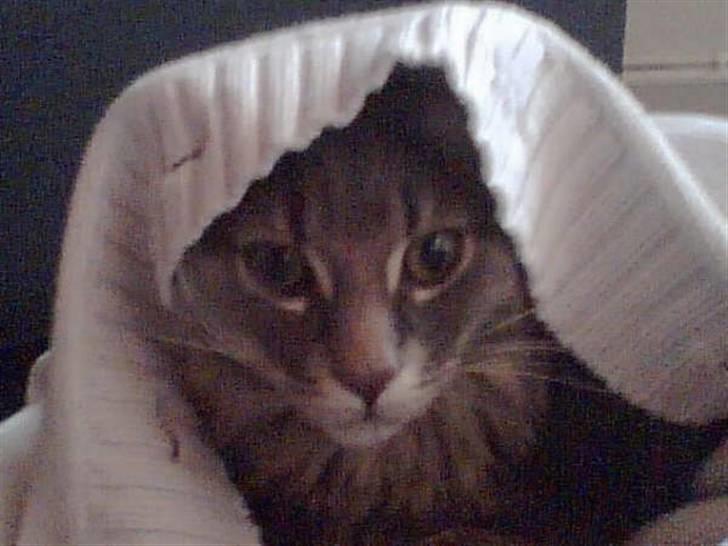 Maine Coon zeus - Kuk kuk... Elsker at gemme sig i trøjer/poser... billede 9