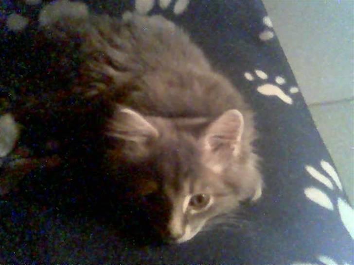 Maine Coon zeus - så er jeg klare... bare kom an :) billede 10