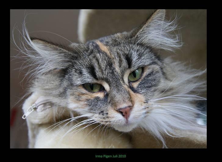 Norsk Skovkat Irma-Pigen  - 09.07.2010 billede 8