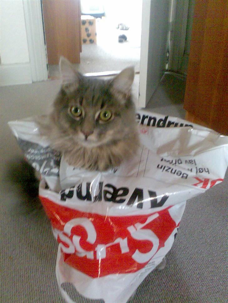 Maine Coon zeus - pose mis hi hi billede 11