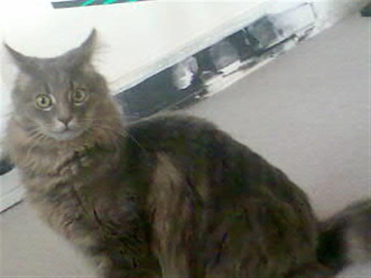 Maine Coon zeus - Bøhh.... billede 12