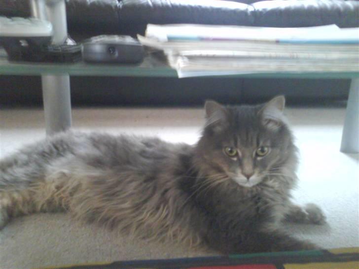 Maine Coon zeus billede 13