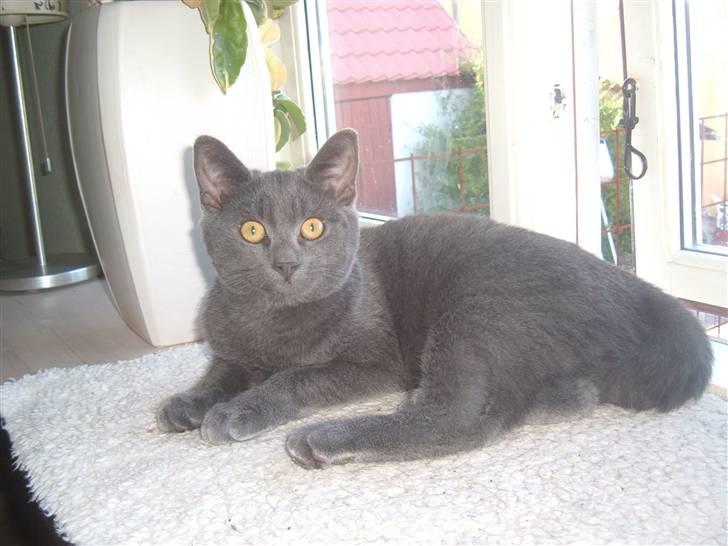 Blanding af racer Anton billede 1