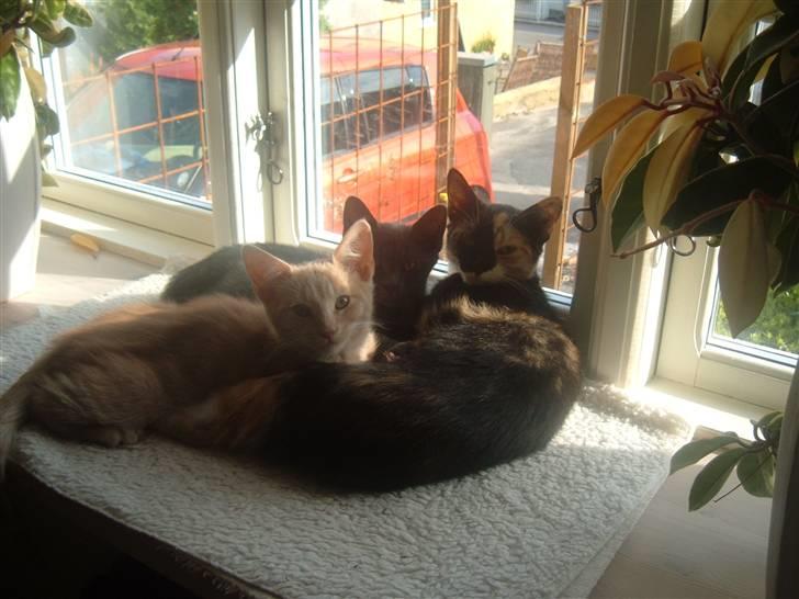 Blanding af racer Anton billede 2