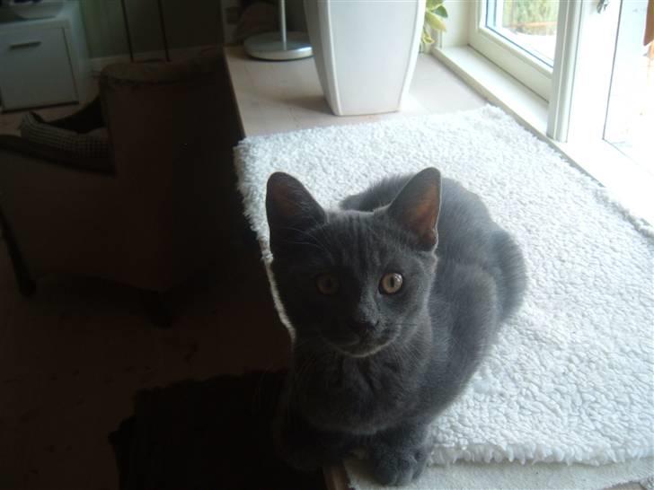 Blanding af racer Anton billede 3