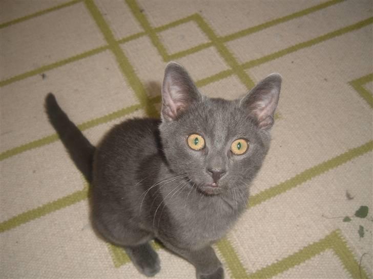 Blanding af racer Anton billede 4