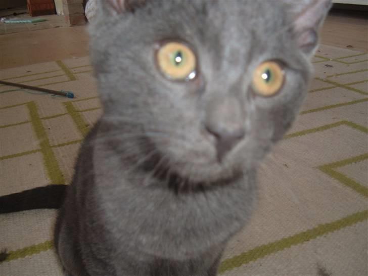 Blanding af racer Anton billede 5