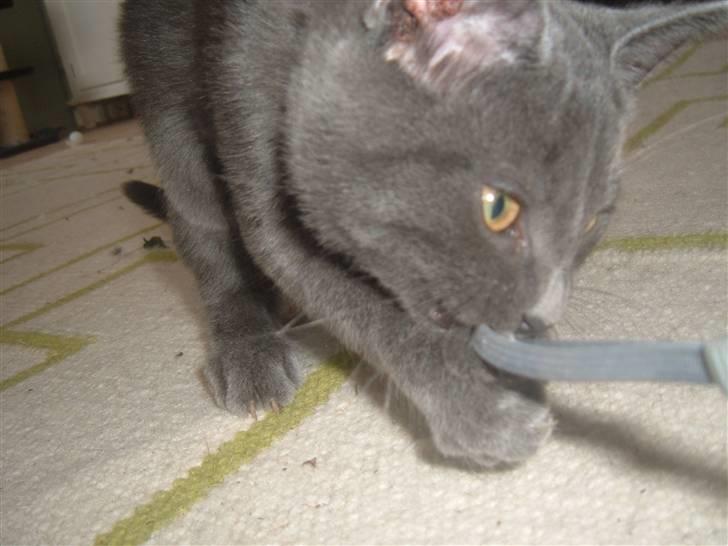 Blanding af racer Anton billede 6