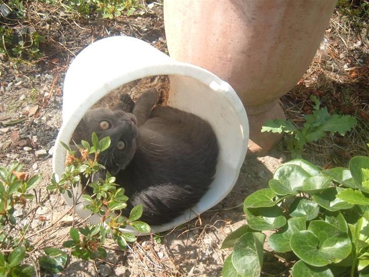 Blanding af racer Anton billede 7