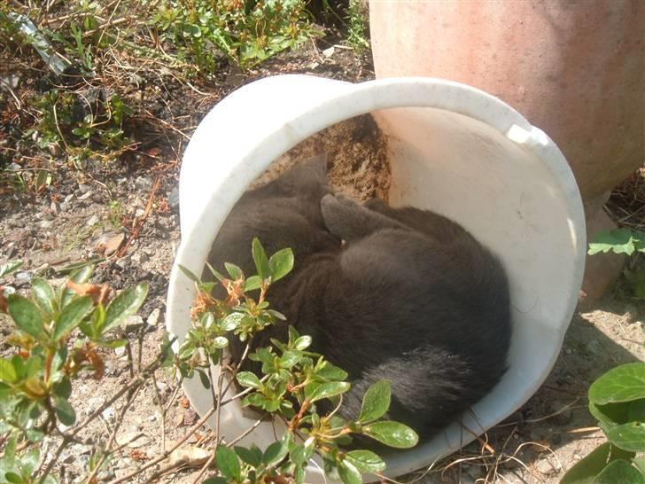 Blanding af racer Anton billede 8