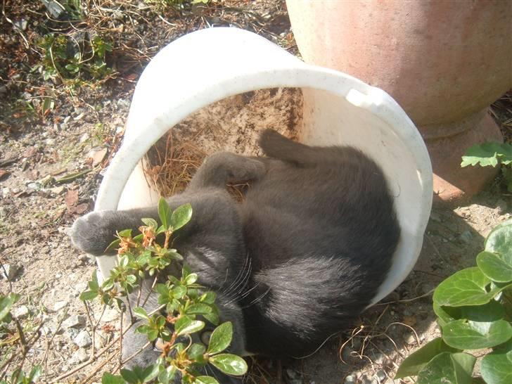 Blanding af racer Anton billede 9