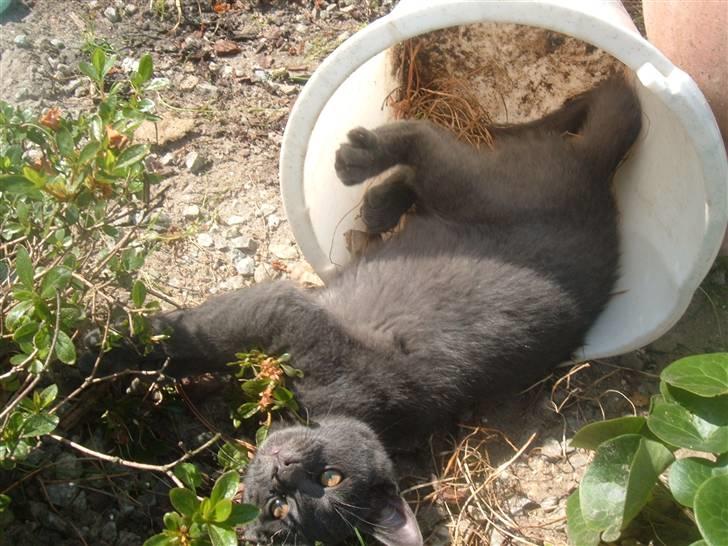 Blanding af racer Anton billede 10