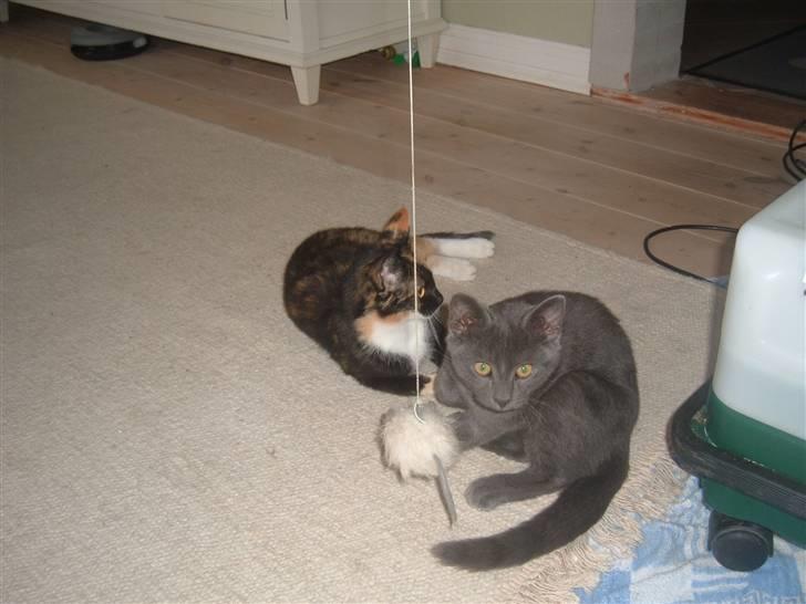 Blanding af racer Anton billede 11