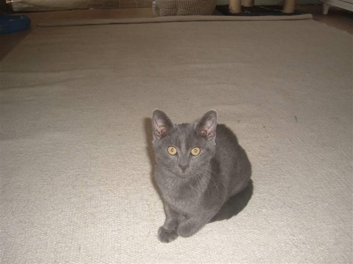 Blanding af racer Anton billede 12