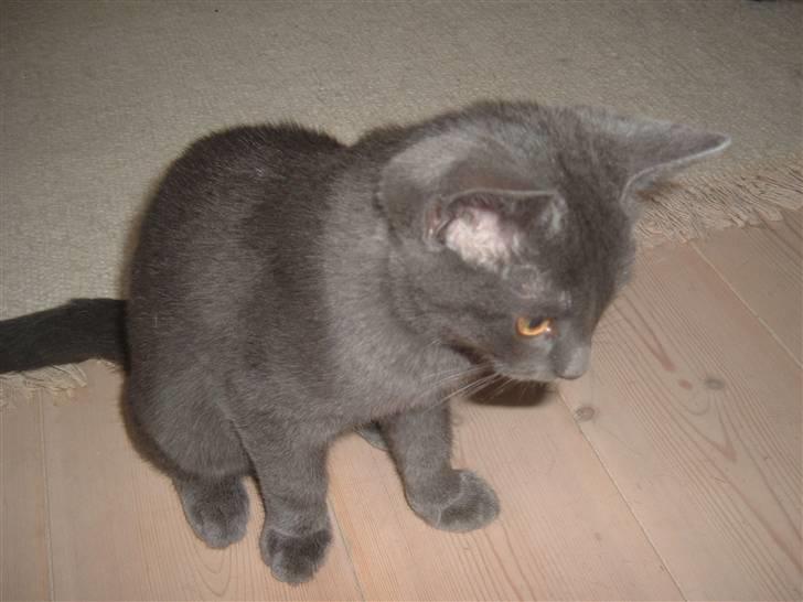 Blanding af racer Anton billede 13