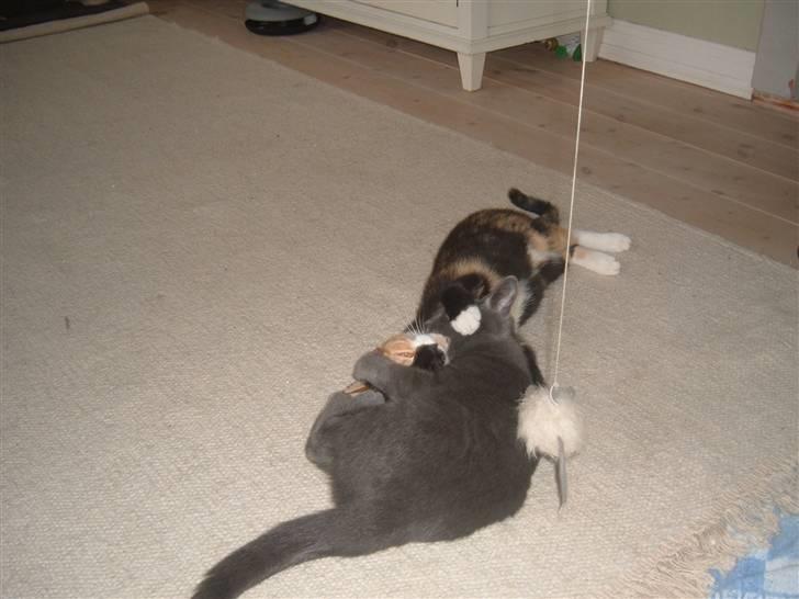 Blanding af racer Anton billede 14