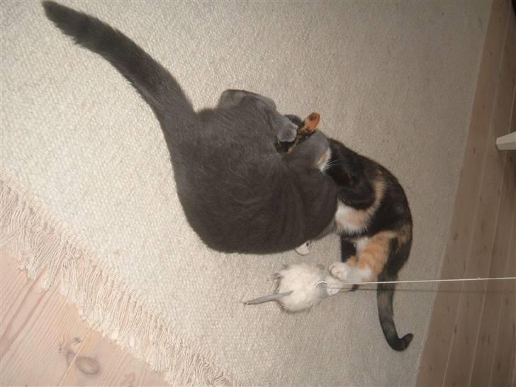 Blanding af racer Anton billede 15