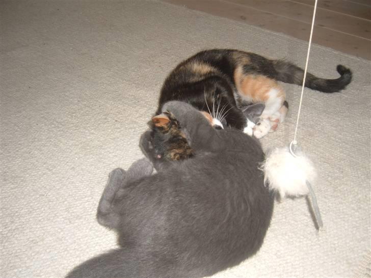 Blanding af racer Anton billede 16