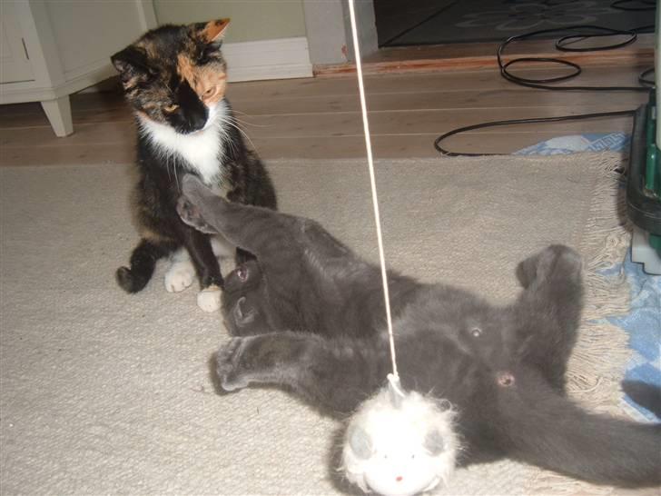 Blanding af racer Anton billede 17