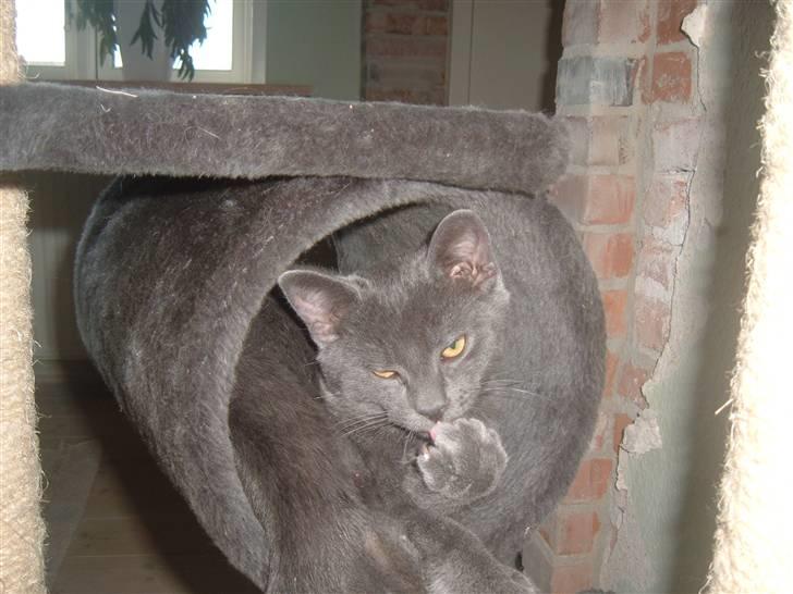 Blanding af racer Anton billede 18