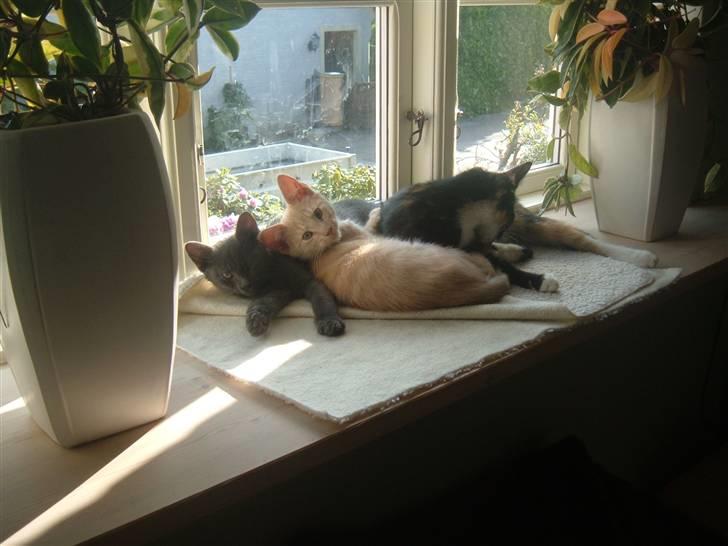 Blanding af racer Anton billede 19