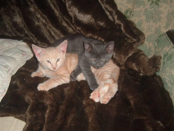 Blanding af racer Anton billede 20