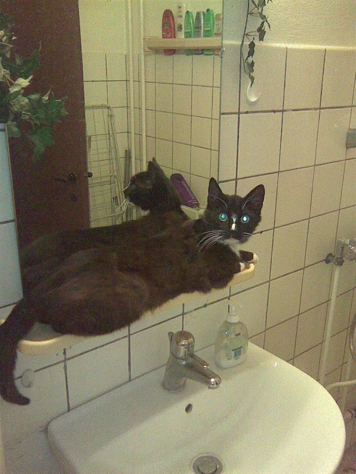 Huskat missen - mor ville hels ikke ha jeg ligger her, men det er så sjovt at se den anden kat. billede 1