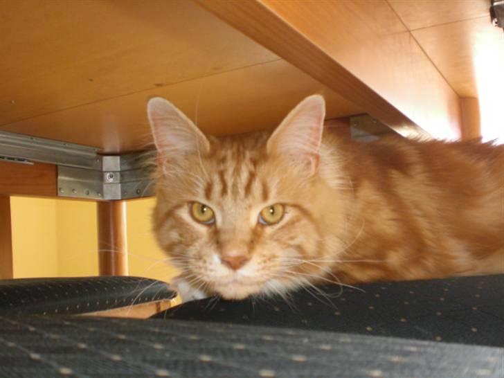 Maine Coon Miko - Miko elsker at ligge på stolene under bordet billede 10