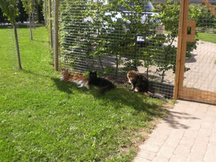 Maine Coon Miko - her er rækkefølgen i hieraki´et billede 11