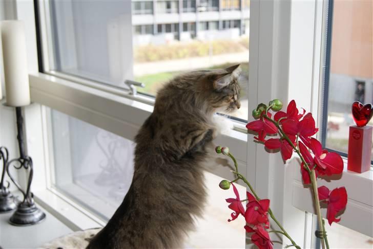 Norsk Skovkat Irma-Pigen  - 02.05.2010 billede 9