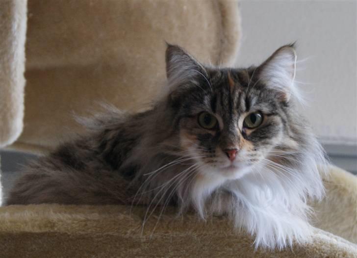 Norsk Skovkat Irma-Pigen  - 16.04.2010 billede 10