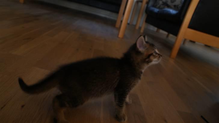 Blanding af racer My billede 2